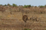 08 - Kruger NP (22)